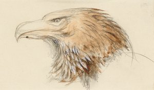 Tavallisen kultakotkan pää, elämästä, 8.-11.9.1870 (akvarelli ja vartaloväri grafiitin päällä kudottupaperilla) tekijältä John Ruskin