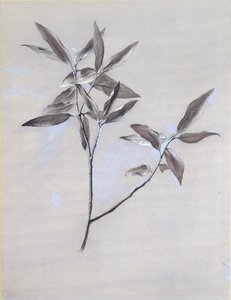 Veronasta vuoden 1878 jälkeen kerätyn kuivatun oliivisuihkeen pinta tekijältä John Ruskin