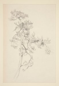 Puu ja lehdet tekijältä John Singer Sargent