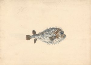 Porcupine Kala