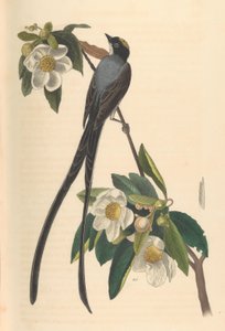 Haarukkapyrstöperhosieppo, Gordonia lasianthus, 1840-44.