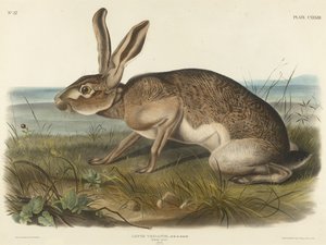 Texian Hare, 1848 (käsinvärinen litografia kudottupaperille)