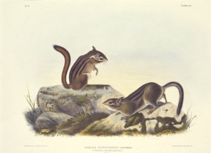 Townsendin maaorava