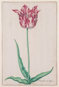 Tulppaanitutkimus (Jasper Marbled) tekijältä John Thomson