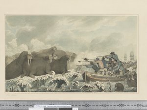 F.32 Merihevoset, n. 1773-1784 (akvarelli) tekijältä John Webber