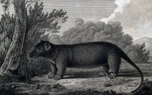 Opossum, kaiverrus John Webberin (1750-1793) piirustuksen jälkeen tehty James Cookin kolmannen matkan aikana tekijältä John Webber
