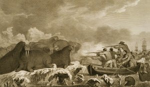 Sea Horses, J. Heathin hahmot, kaiverrettu E. Scottin levy 52 julkaisusta "Journal of a Voyage to the South Seas", litteroitu Sydney Parkinsonin lehdistä, pub. 1823 tekijältä John Webber