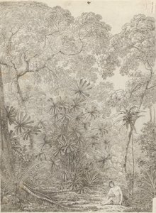 Krakatoa tuuletinpalmu tekijältä John Webber