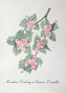 Mountain Dewberry tai Crimson Drambler, kuvitus John Weirin teoksesta The Bogus Book of Botany