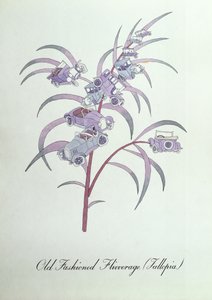 Old Fashioned Flivverage (Fallopia.), kuvitus John Weirin teoksesta "The Bogus Book of Botany" tekijältä John Weir
