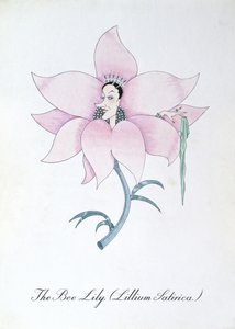 The Bee Lily (Lilium Satirical.), kuvitus John Weirin teoksesta "The Bogus Book of Botany"