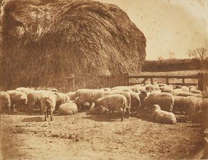 [Lampaat karsinassa] tekijältä John Whistler