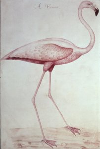 Flamingo (piirustus) tekijältä John White