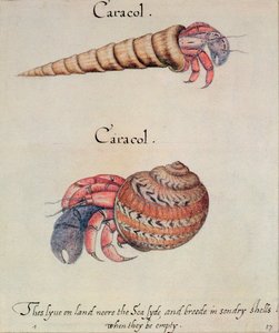 Erakkorapu