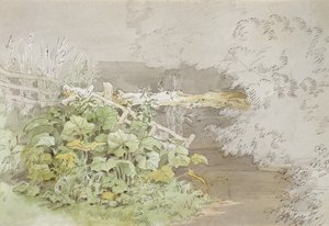 Dock Plants varjostetun virran varteen (kynä ja muste ja wc paperilla) tekijältä John White Abbott
