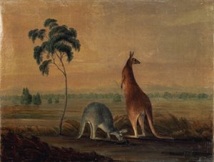 Kengurut maisemassa, n.1819 tekijältä John William Lewin