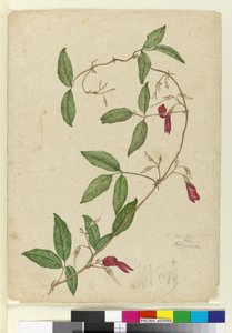 Kennedia rubicunda, n. 1803-06 (wc, kynä, muste ja kynä) tekijältä John William Lewin