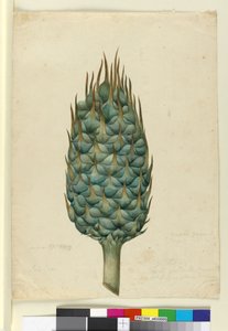 Macrozamia, n. 1803-06 (wc, kynä, muste ja kynä) tekijältä John William Lewin