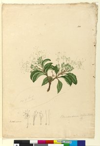 Sivu 100. Clerodendrum tomentosum, n. 1803-06 (wc, kynä, muste ja kynä) tekijältä John William Lewin