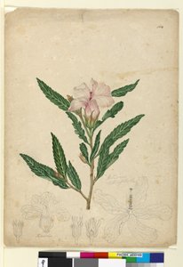 Sivu 104. Hibiscus heterophyllus, noin 1803-06 (wc, kynä, muste ja lyijykynä).