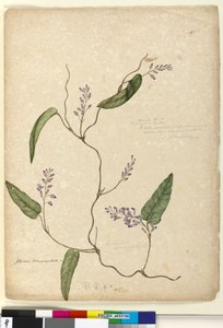 Sivu 107. Glycine bimaculataGlycine tabacina?, c.1803-06 (wc, kynä, muste ja kynä) tekijältä John William Lewin