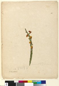 Sivu 114. Bossiaea scolopendria, n. 1803-06 (wc, kynä, muste ja kynä) tekijältä John William Lewin