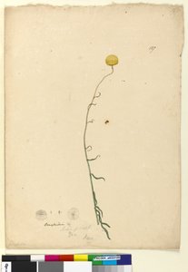 Sivu 127. Craspedia, n. 1803-06 (wc, kynä, muste ja kynä) tekijältä John William Lewin