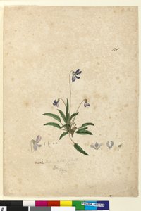 Sivu 128. Viola betonicifolia, n. 1803-06 (wc, kynä, muste ja kynä) tekijältä John William Lewin