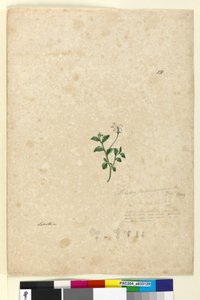 Sivu 131. Lobelia purpurascens, n. 1803-06 (wc, kynä, muste ja kynä) tekijältä John William Lewin