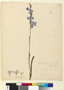 Sivu 133. Thelymitra ixioides, n. 1803-06 (wc, kynä, muste ja kynä) tekijältä John William Lewin