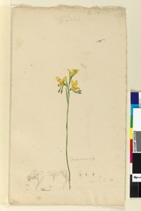 Sivu 136. Diuris aurea, n. 1803-06 (wc, kynä, muste ja kynä) tekijältä John William Lewin