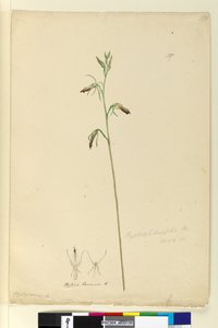 Sivu 137. Cryptostylis longifolia, n. 1803-06 (wc, kynä, muste ja kynä) tekijältä John William Lewin