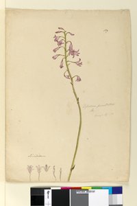 Sivu 139. Dipodium punctatum, c.1803-06 (wc, kynä, muste ja kynä) tekijältä John William Lewin
