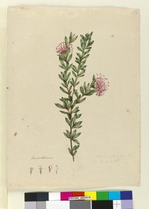 Sivu 13. Grevillea punicea, n. 1803-06 (wc, kynä, muste ja kynä) tekijältä John William Lewin