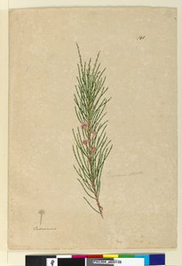 Sivu 141. Casuarina strictaAllocasuarina verticillata, n. 1803-06 (wc, kynä, muste ja kynä) tekijältä John William Lewin