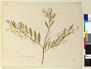 Sivu 147. Acacia myrtifolia, n. 1803-06 (wc, kynä, muste ja kynä) tekijältä John William Lewin