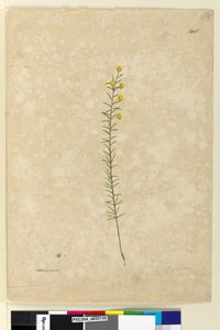Sivu 148. Acacia aciculares, n. 1803-06 (akvarelli, kynä, muste ja kynä) tekijältä John William Lewin