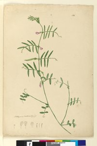 Sivu 150. Lathyrus, n. 1803-06 (wc, kynä, muste ja kynä)