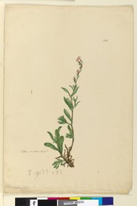 Sivu 154. Silene naturalisoitu, n.1803-06 (wc, kynä, muste ja kynä) tekijältä John William Lewin
