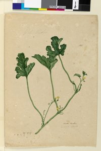 Sivu 155. Vesimeloni, n. 1803-06 (wc, kynä, muste ja kynä) tekijältä John William Lewin