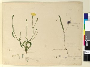 Sivu 157. Hardenbergia monophyllaHardenbergia violacea; 158. Hypochaeris, n. 1803-06 (wc, kynä, muste ja kynä) tekijältä John William Lewin
