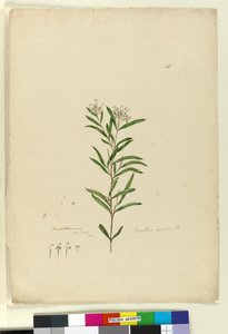Sivu 15. Grevillea sericea, n. 1803-06 (wc, kynä, muste ja kynä) tekijältä John William Lewin