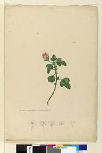 Sivu 161. Malva capensis, n.1803-06 (wc, kynä, muste ja kynä) tekijältä John William Lewin