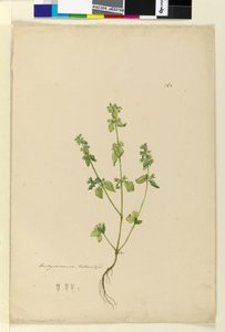 Sivu 162. Stachys arvensis, n. 1803-06 (wc, kynä, muste ja kynä) tekijältä John William Lewin