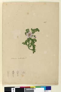 Sivu 165. Solanum naturalized, c.1803-06 (wc, kynä, muste ja kynä) tekijältä John William Lewin