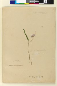 Sivu 166. Kennedia monophyllaHardenbergia violacea, n. 1803-06 (wc, kynä, muste ja kynä) tekijältä John William Lewin