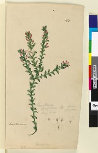 Sivu 168. Eriostemon buxifolium, n. 1803-06 (wc, kynä, muste ja kynä) tekijältä John William Lewin