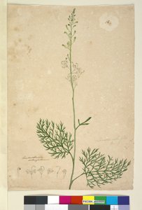 Sivu 16. Lomatia silaifolia, n.1803-06 (wc, kynä, muste ja kynä) tekijältä John William Lewin