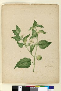 Sivu 172. Physalis edulis, n. 1803-06 (wc, kynä, muste ja kynä) tekijältä John William Lewin