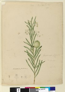 Sivu 173. Asclepias fruticosa, n. 1803-06 (wc, kynä, muste ja kynä) tekijältä John William Lewin